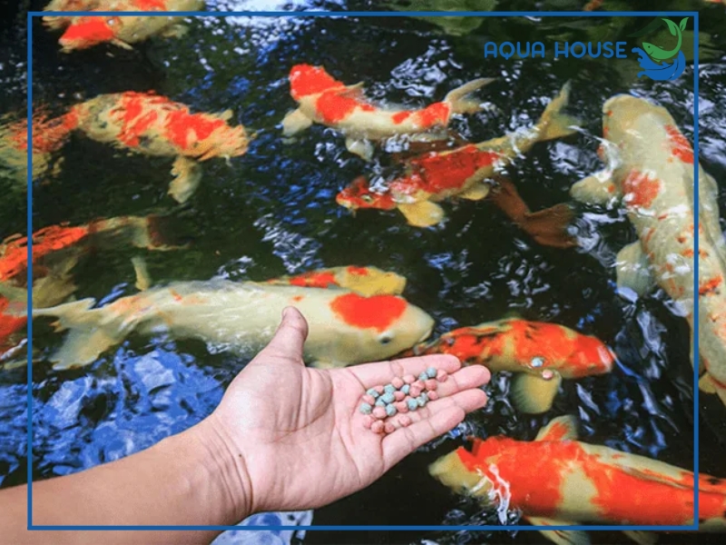 Cách phòng ngừa nước hồ cá bị bọt