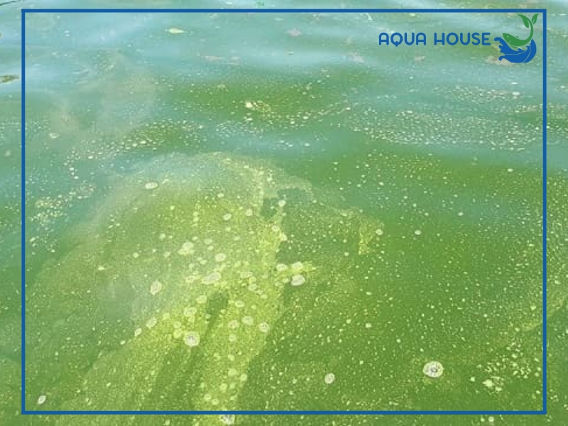 Nguyên nhân nước hồ cá bị đóng váng