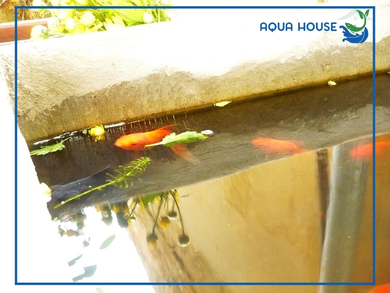 Cách phòng ngừa nước hồ cá bị đóng váng