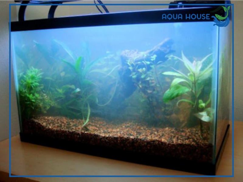 Nước hồ cá bị đục trắng có nguy hiểm không?