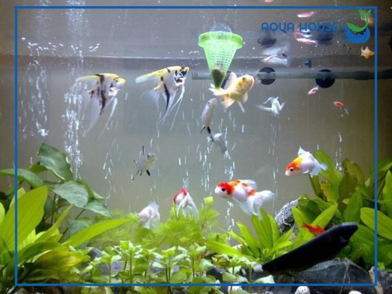 Cách phòng ngừa nước hồ cá bị đục trắng tái phát