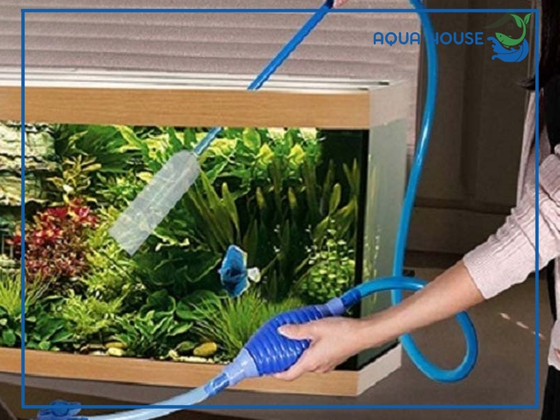 Cách xử lý nước hồ cá bị đục trắng hiệu quả