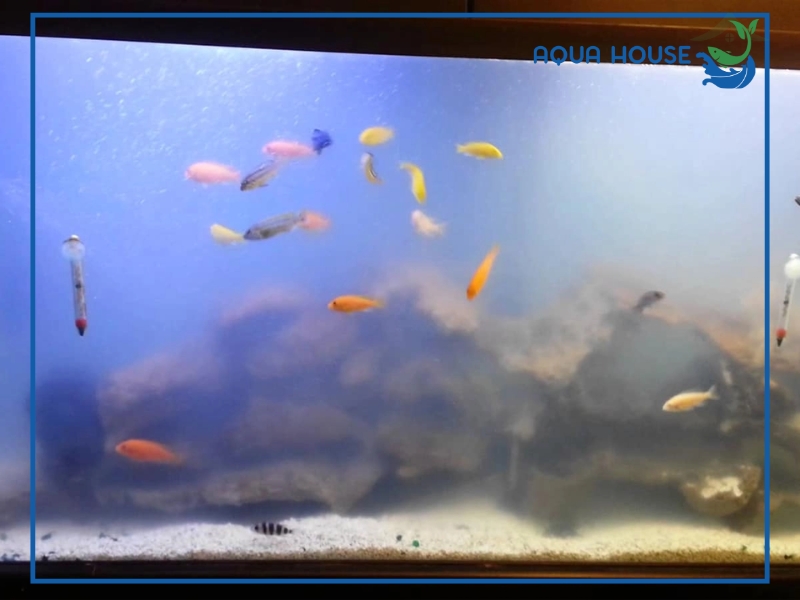 Nguyên nhân khiến nước hồ cá bị đục trắng