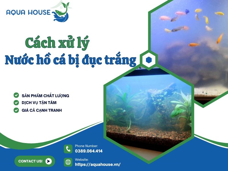Nguyên nhân nước hồ cá bị đục trắng và cách xử lý hiệu quả 32 Nước hồ cá bị đục trắng