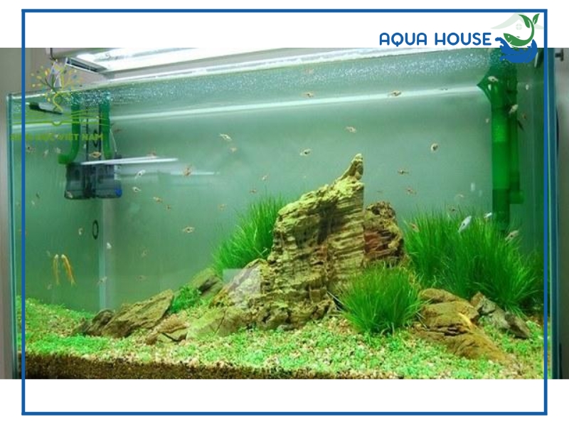 Nguyên nhân nước hồ cá bị đục xanh và cách xử lý nhanh chóng 36 Có nên dùng hóa chất để xử lý nước hồ cá bị đục xanh?