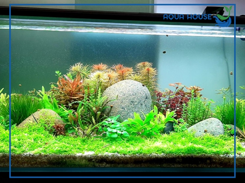 Nguyên nhân nước hồ cá bị đục xanh và cách xử lý nhanh chóng 34 Nước hồ cá bị đục xanh có nguy hiểm không?