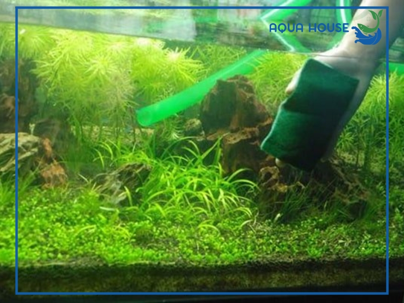 Nguyên nhân nước hồ cá bị đục xanh và cách xử lý nhanh chóng 35 Cách xử lý nước hồ cá bị đục xanh hiệu quả