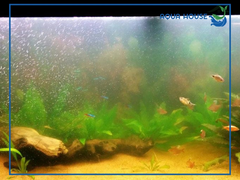 Nguyên nhân nước hồ cá bị đục xanh và cách xử lý nhanh chóng 33 Nguyên nhân khiến nước hồ cá bị đục xanh