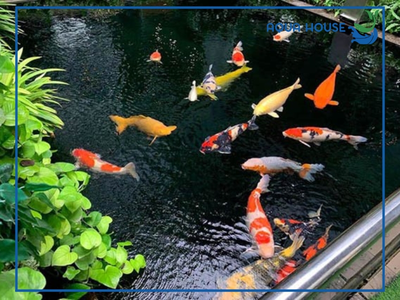 Cách phòng ngừa nước hồ cá bị nhớt