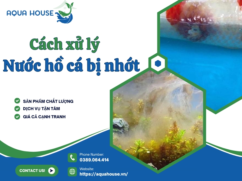 Nước hồ cá bị nhớt