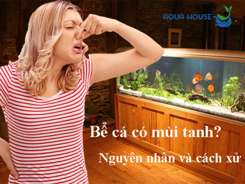 Nguyên nhân nước hồ cá bị tanh và cách xử lý hiệu quả 33 Nguyên nhân nước hồ cá bị tanh