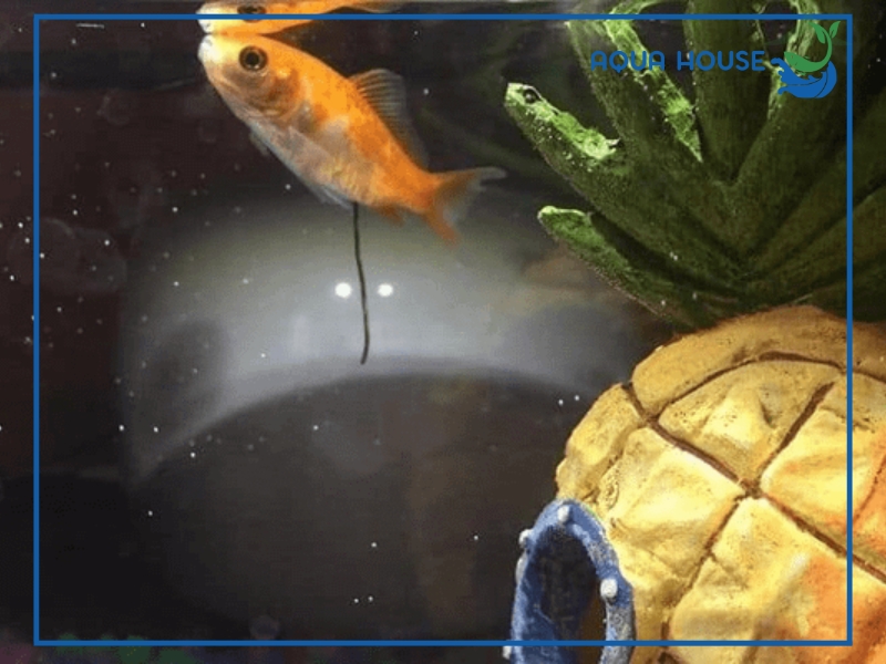 Nguyên nhân nước hồ cá bị tanh và cách xử lý hiệu quả 36 Thay nước hồ cá đúng tỷ lệ