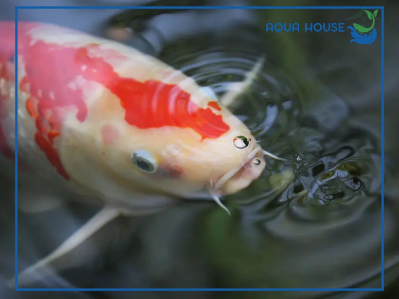 Nguyên nhân nước hồ cá bị tanh và cách xử lý hiệu quả 34 Nước hồ cá bị tanh có nguy hiểm không?