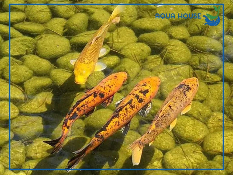 Cách xử lý nước hồ cá bị vàng nhanh chóng hiệu quả nhất 33 Nguyên nhân khiến nước hồ cá bị vàng