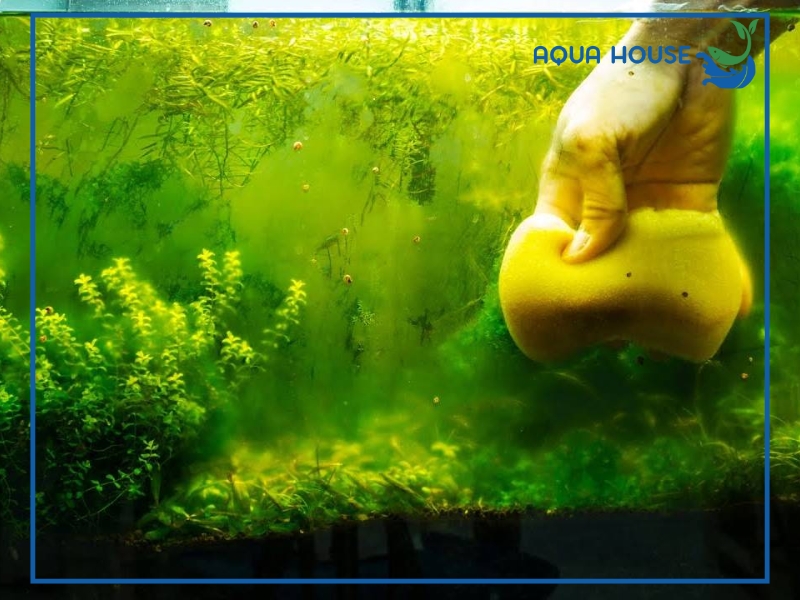 Cách xử lý nước hồ cá bị vàng nhanh chóng hiệu quả nhất 35 Cách phòng ngừa nước hồ cá bị vàng