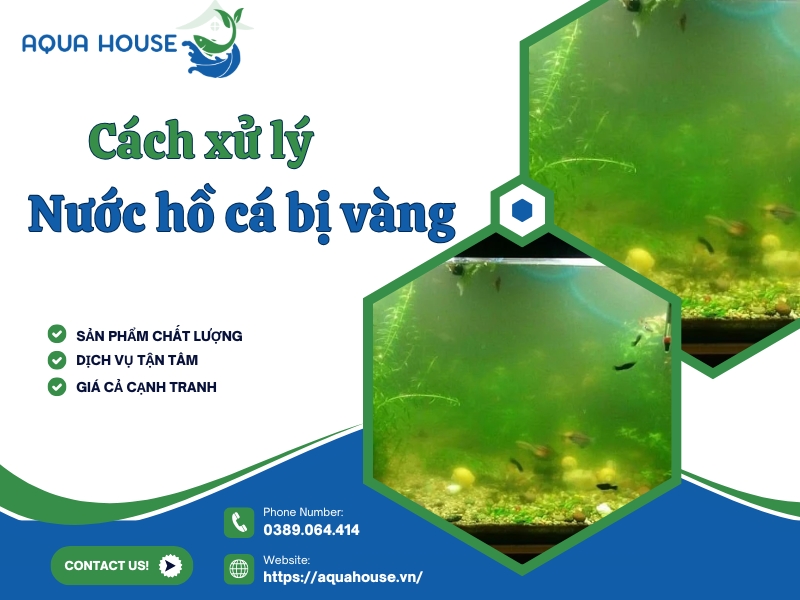 Nước hồ cá bị vàng