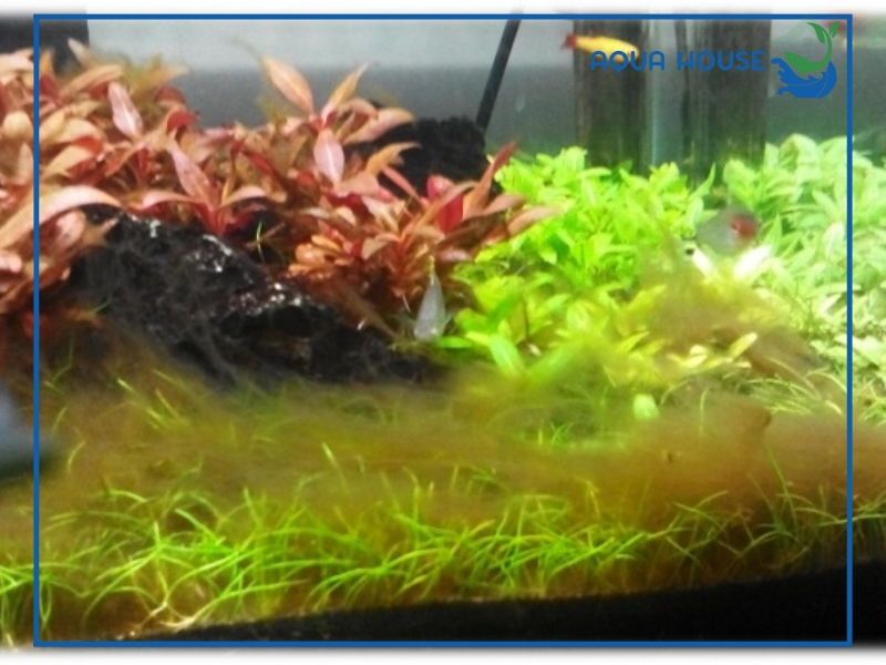 Cách phòng ngừa bể cá bị tảo nâu tái phát