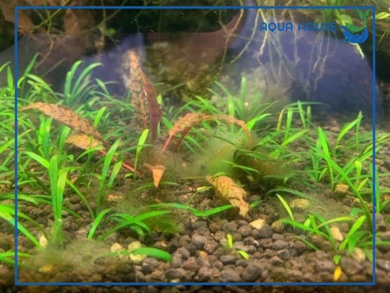 Dấu hiệu nhận biết bể cá bị tảo nâu