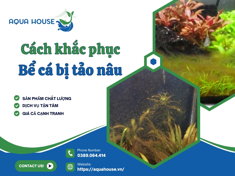 Bể cá bị tảo nâu