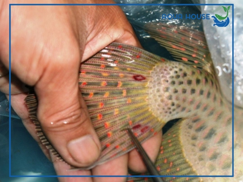 Dấu hiệu nhận biết bệnh đốm đỏ ở cá cảnh