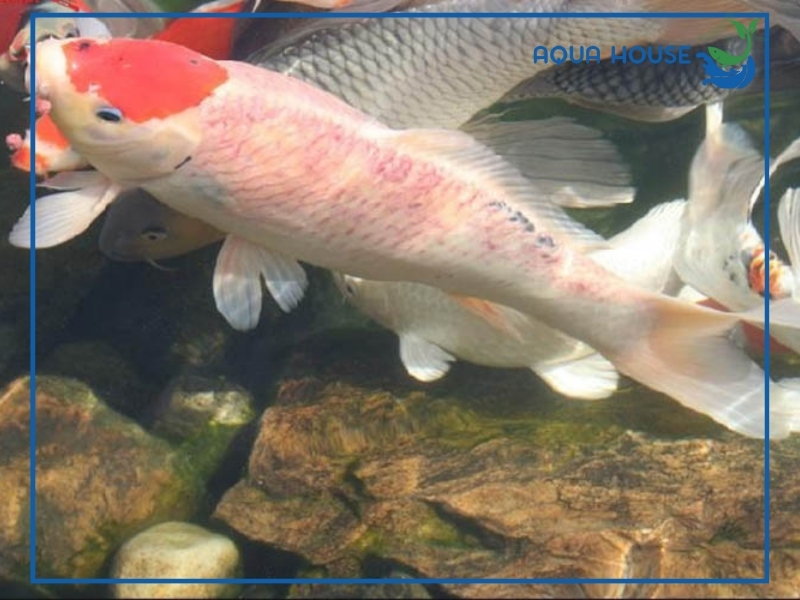 Cách điều trị bệnh đốm đỏ ở cá cảnh hiệu quả