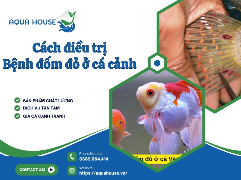 Bệnh đốm đỏ ở cá cảnh