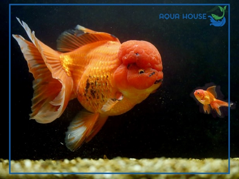 Top các loài cá cảnh béo đẹp dễ nuôi nhất hiện nay 36 Những lưu ý quan trọng khi nuôi cá cảnh béo