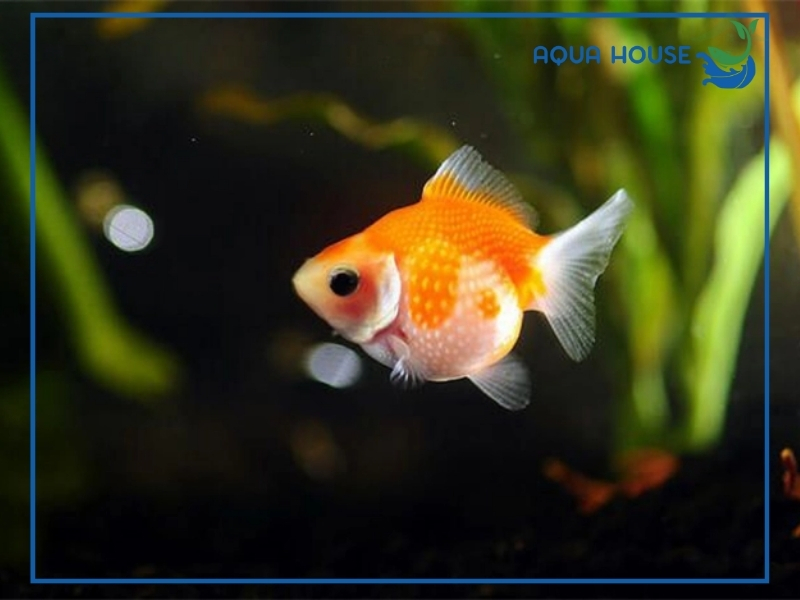 Top các loài cá cảnh béo đẹp dễ nuôi nhất hiện nay 33 Cá vàng béo (cá vàng Ranchu, Oranda)