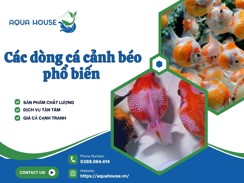 Cá cảnh béo