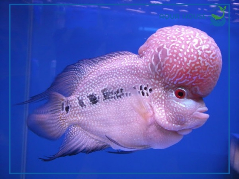 Cách chăm sóc cá cảnh để u đầu phát triển đẹp