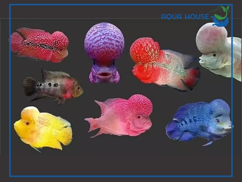 Các loại cá cảnh có u ở đầu phổ biến nhất hiện nay