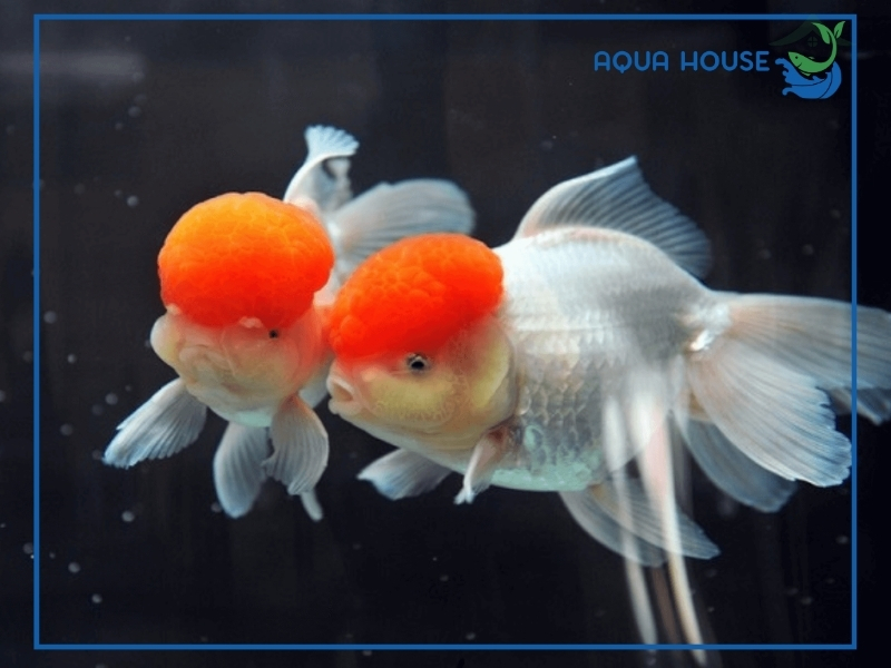 Có nên nuôi cá cảnh có u ở đầu không?