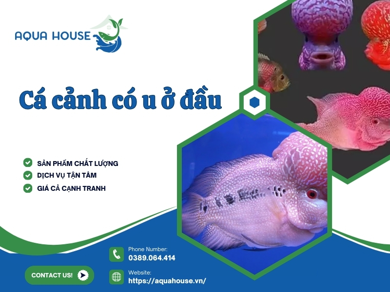 Cá cảnh có u ở đầu