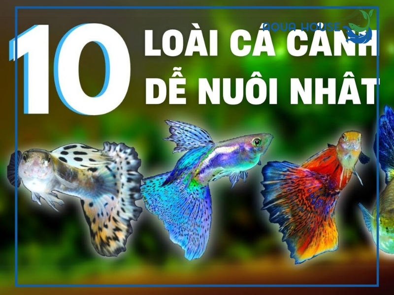 Các loại cá cảnh đẹp