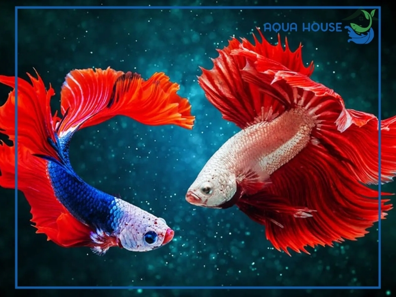 Kinh nghiệm nuôi cá cảnh cho người mới