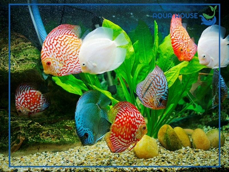 Lợi ích khi nuôi cá cảnh đẹp, dễ nuôi