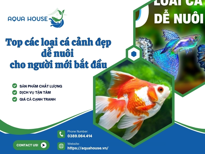 Cá cảnh đẹp dễ nuôi