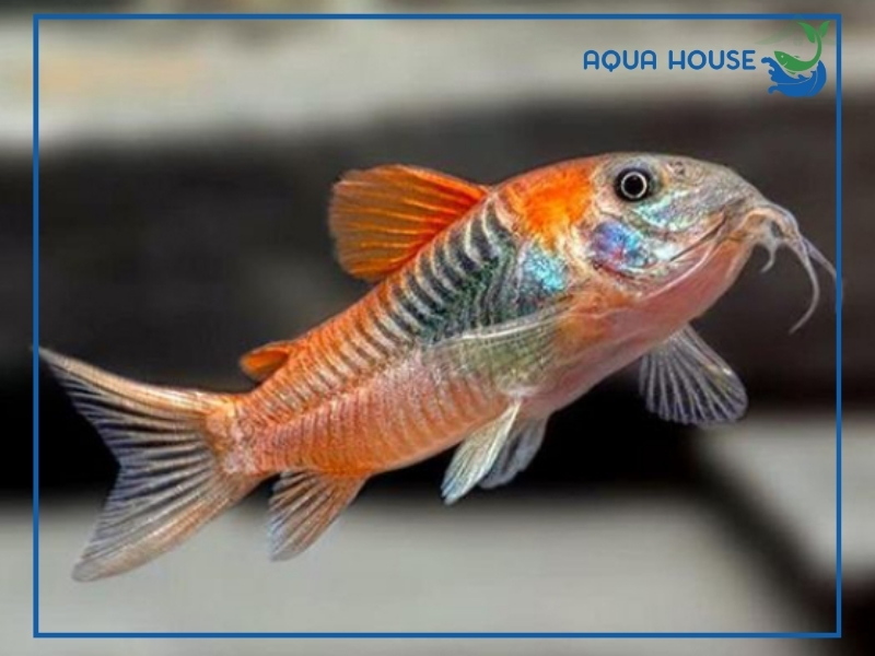 Top các loài cá cảnh dọn bể hiệu quả dễ nuôi nhất hiện nay 36 Cách chọn cá cảnh dọn bể phù hợp với từng loại hồ