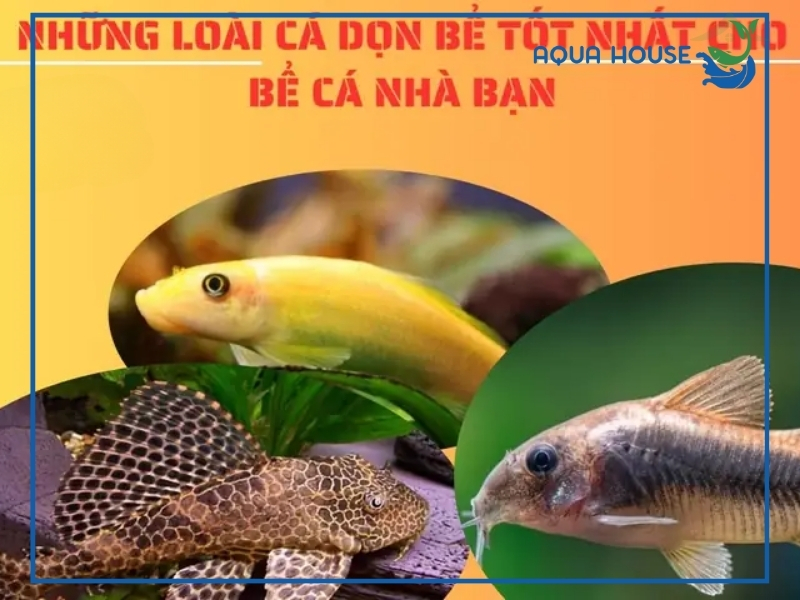 Top các loài cá cảnh dọn bể hiệu quả dễ nuôi nhất hiện nay 34 Top các loài cá cảnh dọn bể phổ biến nhất hiện nay