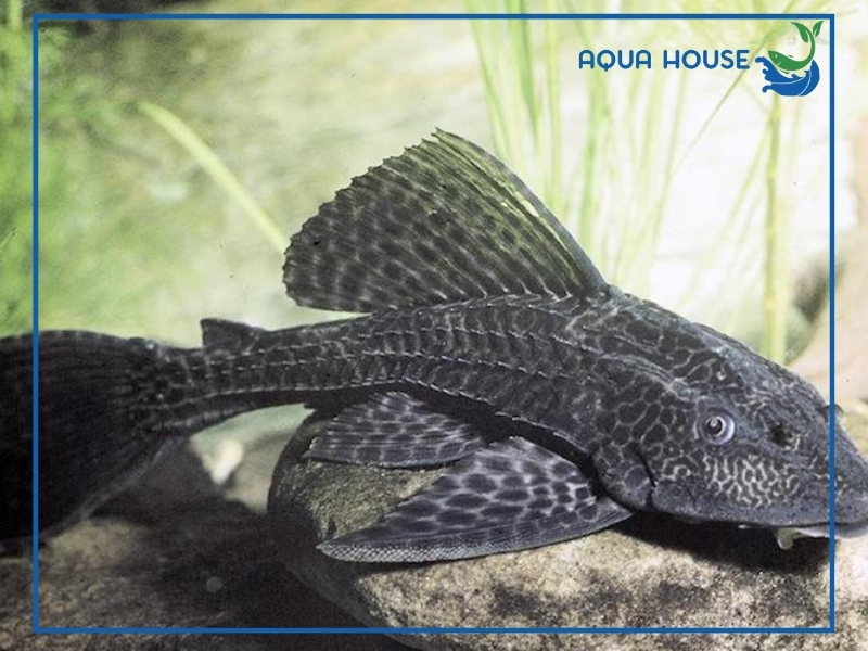 Top các loài cá cảnh dọn bể hiệu quả dễ nuôi nhất hiện nay 35 Cá cảnh dọn bể hiệu quả