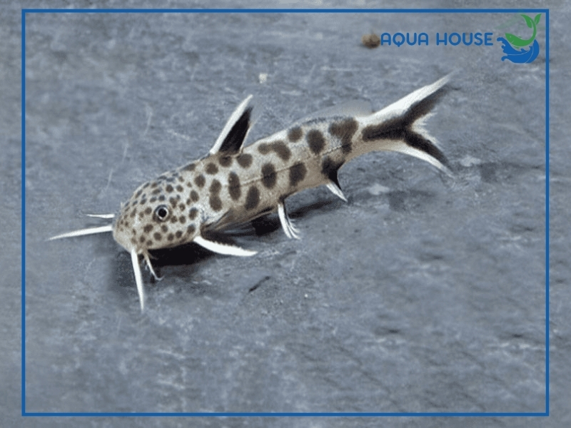 Top các loài cá cảnh dọn bể hiệu quả dễ nuôi nhất hiện nay 33 Lợi ích khi nuôi cá cảnh dọn bể