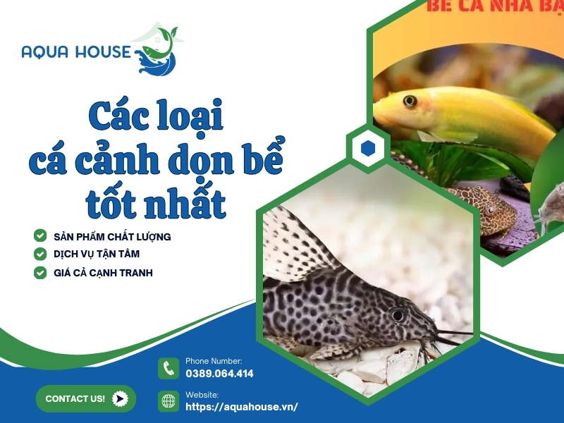 Cá cảnh dọn bể