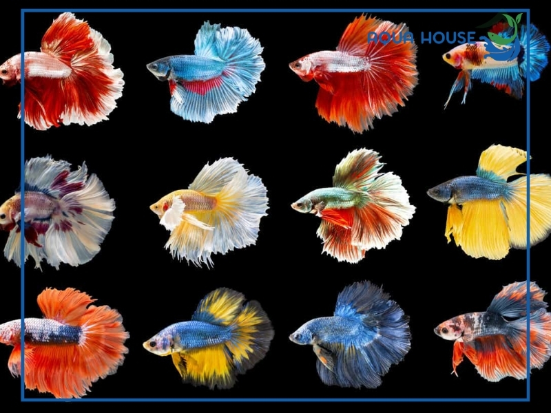 Top các loại cá cảnh không cần oxy dễ nuôi