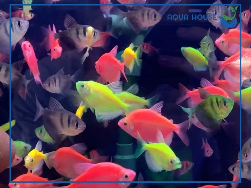 Cách nuôi cá cảnh không cần oxy đúng kỹ thuật