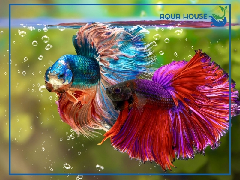 Ưu điểm khi nuôi cá cảnh không cần oxy