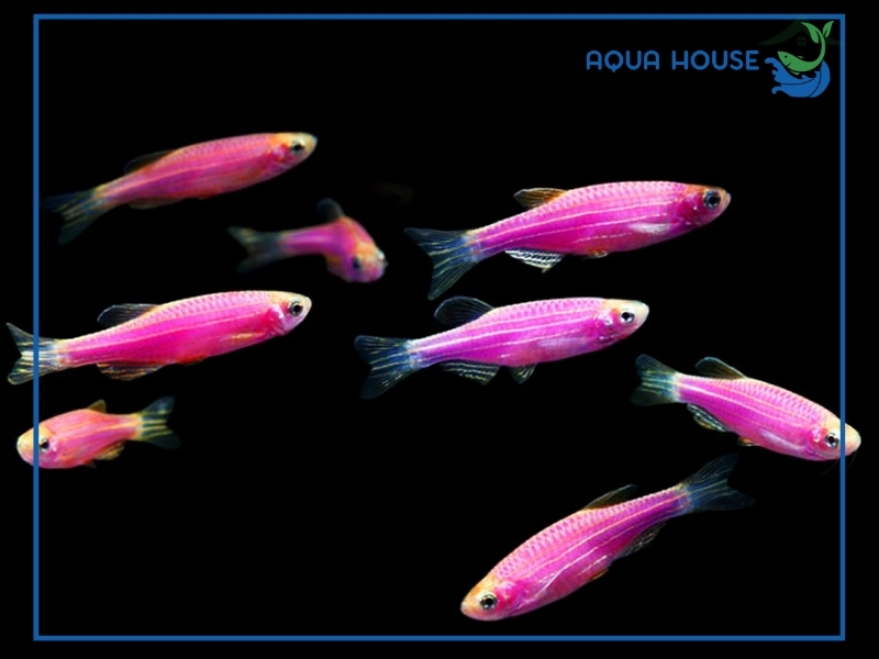 Cách nuôi cá cảnh nhỏ nhiều màu khỏe, lên màu đẹp