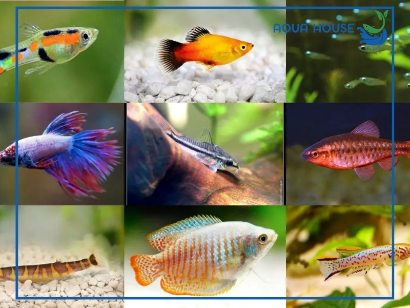 Top các loại cá cảnh nhỏ nhiều màu đẹp, phổ biến nhất