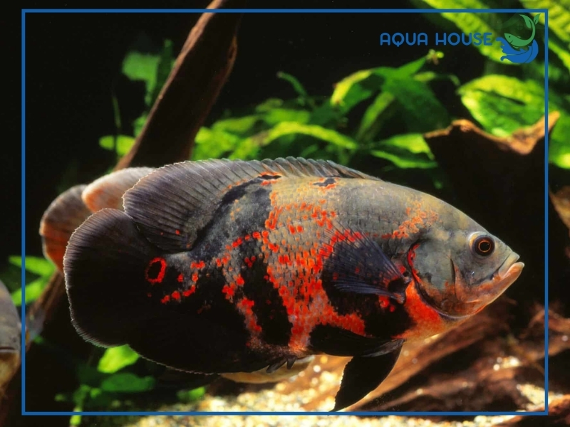 Cách nuôi cá cảnh săn mồi đúng kỹ thuật