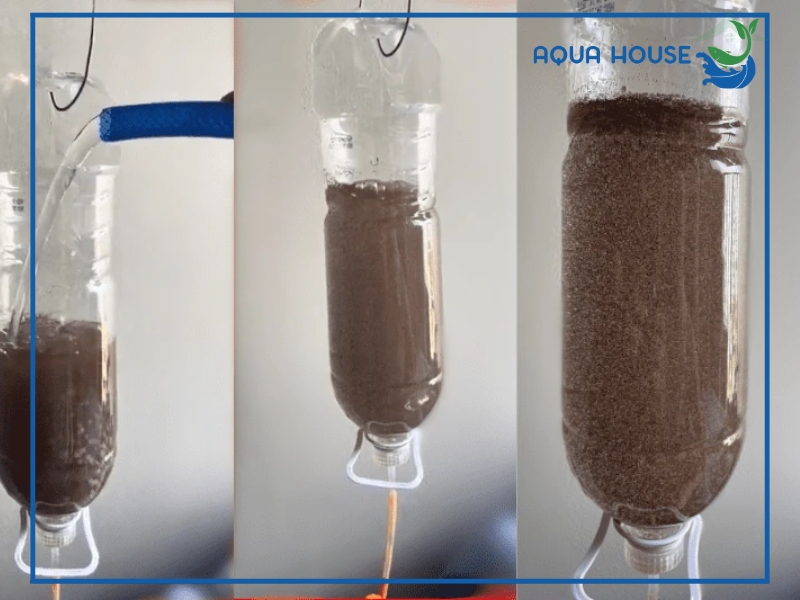 Cách ấp Artemia cho cá ăn đúng chuẩn đơn giản tỷ lệ nở cao 34 Cách ấp Artemia cho cá ăn đúng kỹ thuật