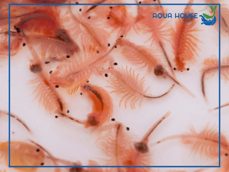 Cách ấp Artemia cho cá ăn đúng chuẩn đơn giản tỷ lệ nở cao 33 cach ap artemia cho ca an 3